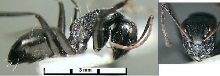 {Camponotus olivieri lemma}