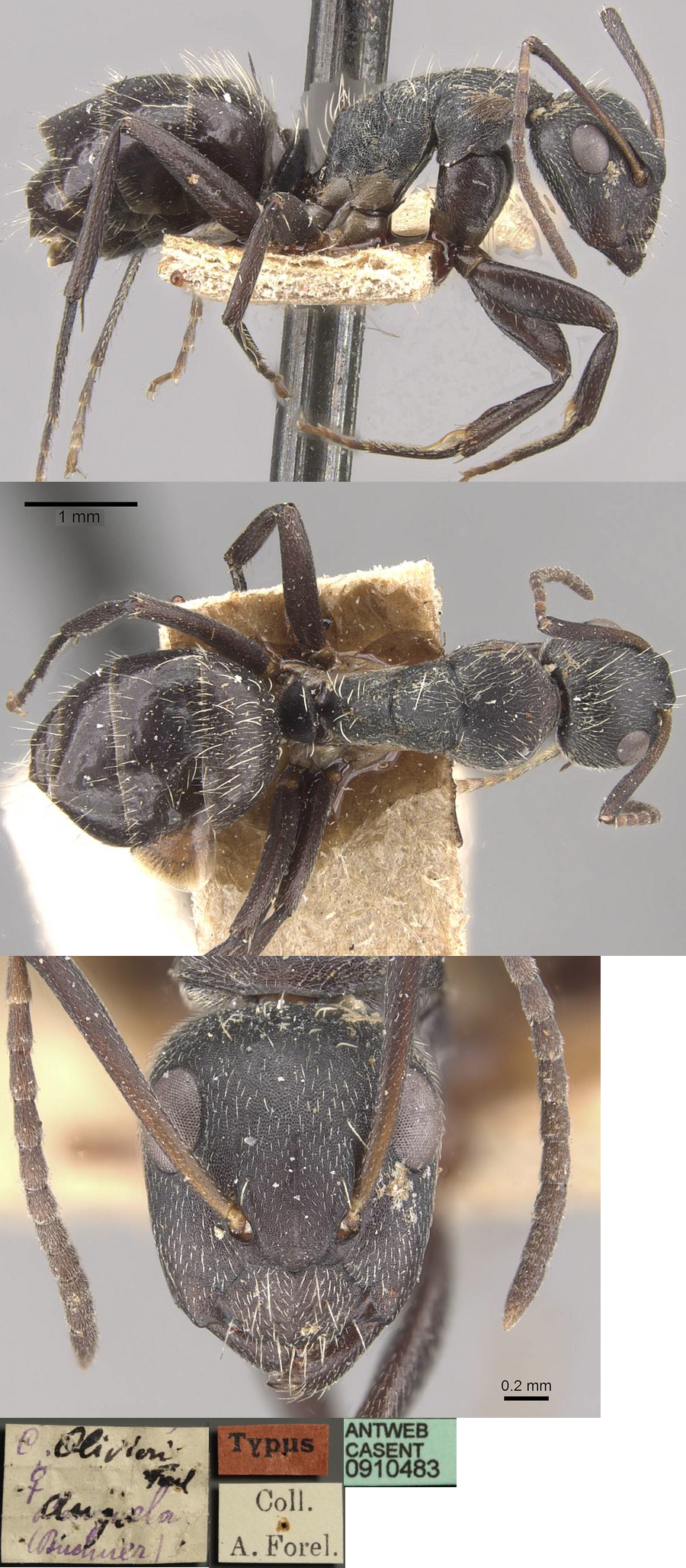 {Camponotus olivieri minor}