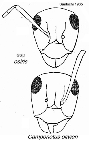 {Camponotus olivieri faces}