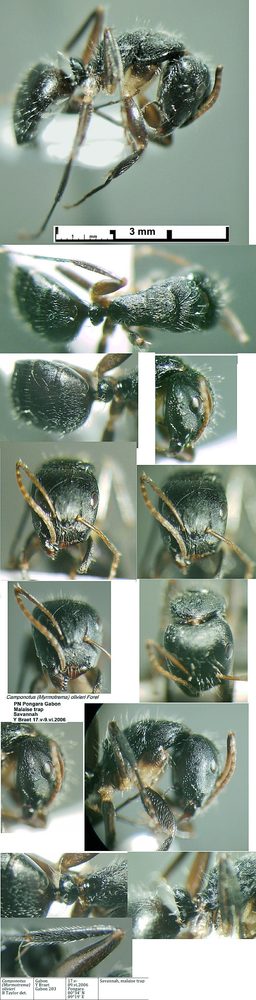 {Camponotus olivieri}