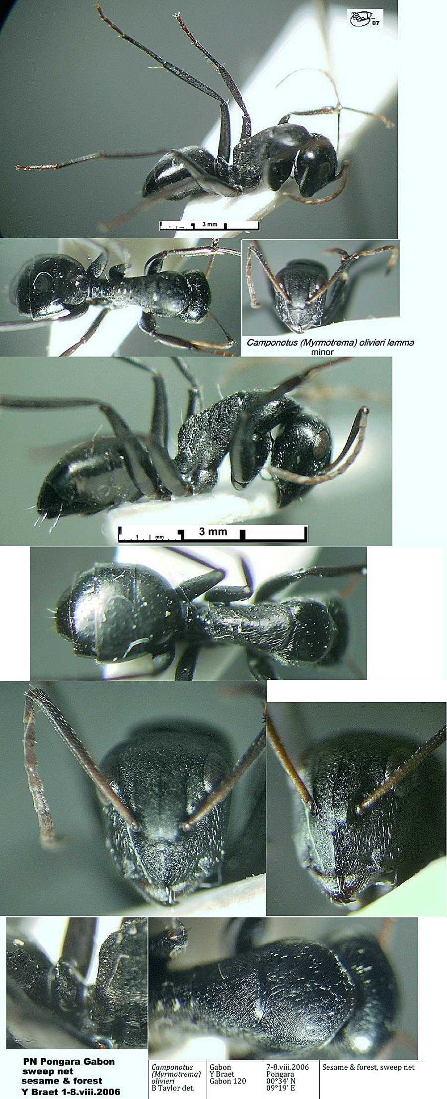 {Camponotus olivieri lemma}