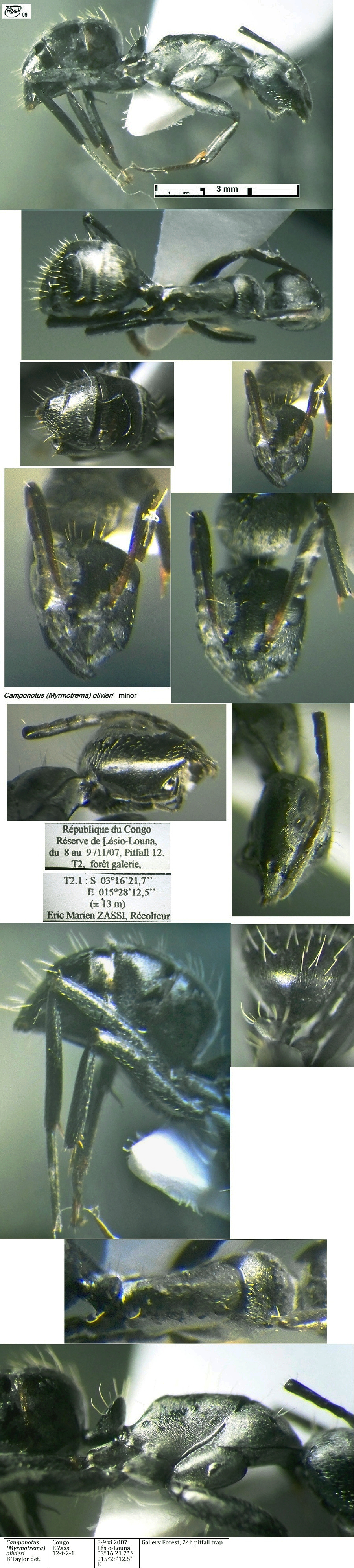 {Camponotus olivieri}