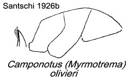 {Camponotus olivieri}