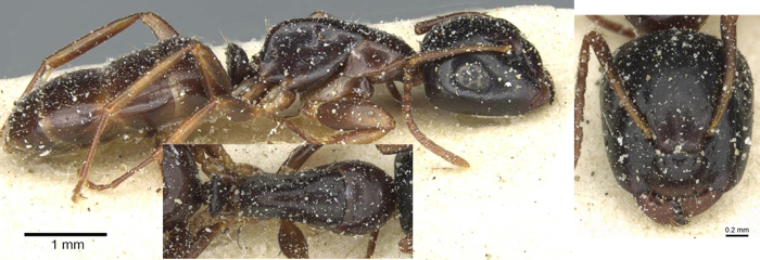 Camponotus orinobates