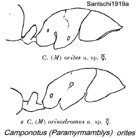 {Camponotus orites}