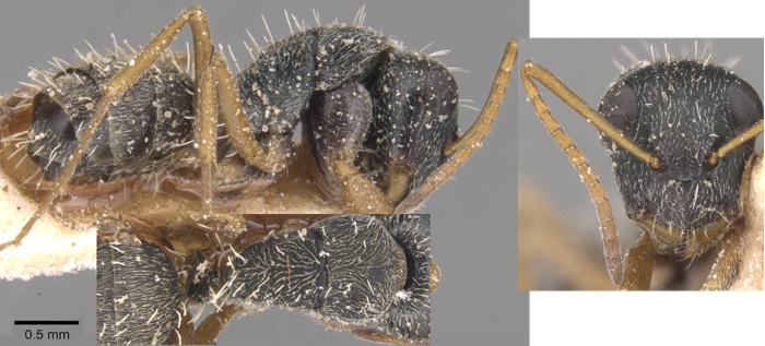 Camponotus orthodoxus minor