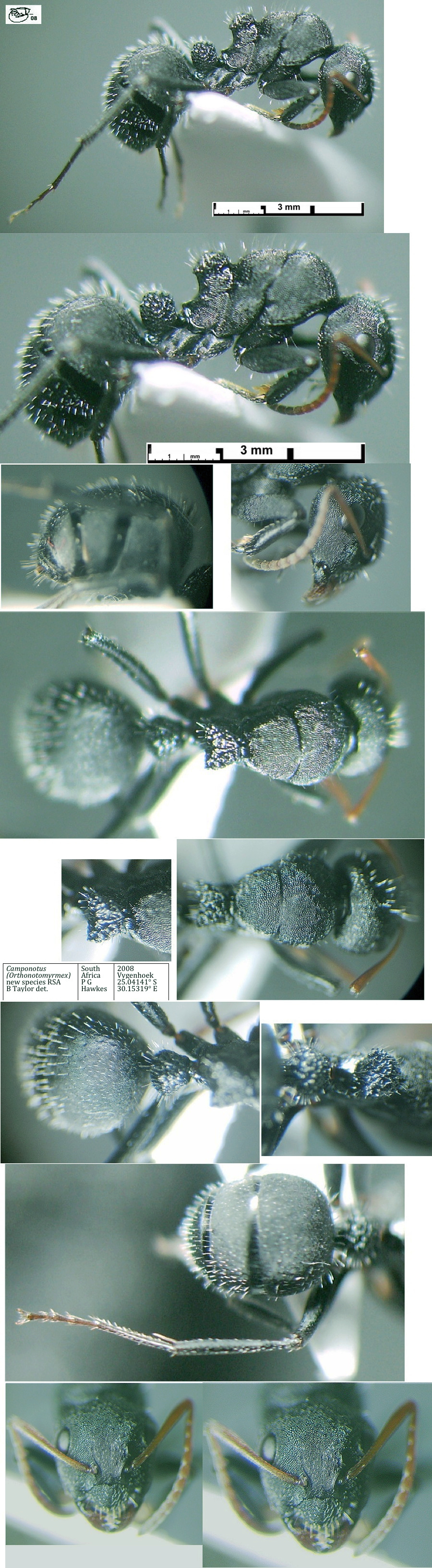 {Camponotus (Orthonotomyrmex) nsp RSA maxima}