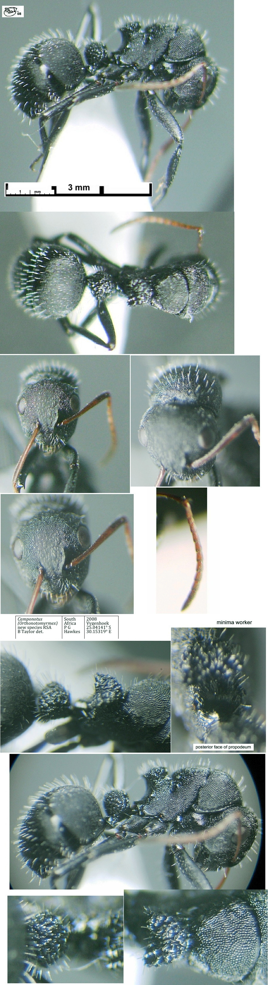 {Camponotus (Orthonotomyrmex) nsp RSA minima}