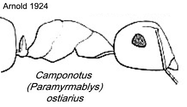 {Camponotus ostiarius}