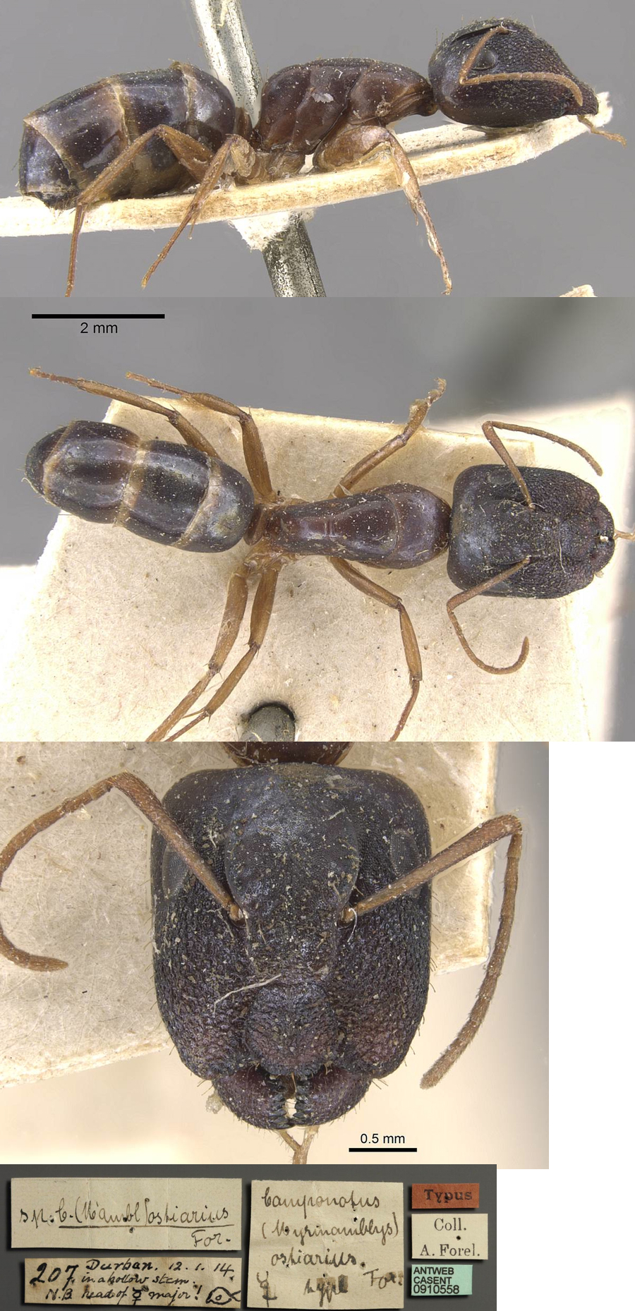 {Camponotus ostiarius}