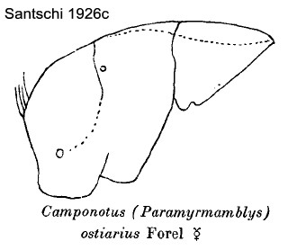 {Camponotus (Paramyrmamblys) ostiarius}