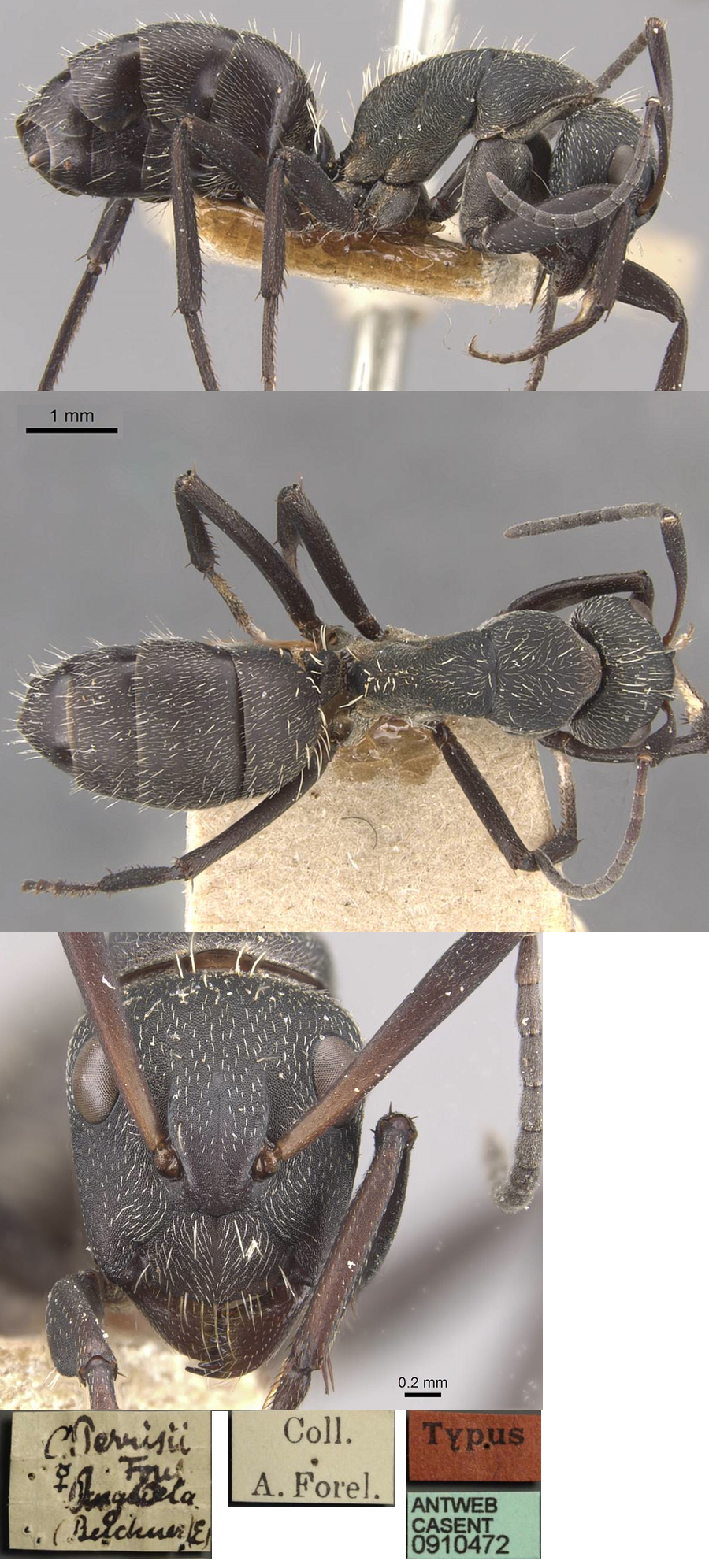 {Camponotus perrisii minor}