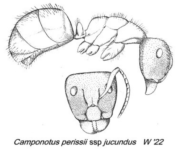 {Camponotus (Myrmotrema) perrisii}