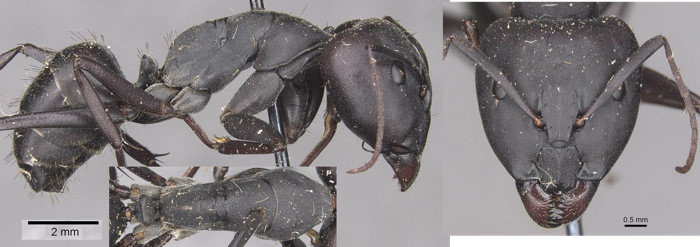 {Camponotus petersii janus major}