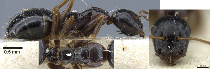 Camponotus piceus ebeninus minor