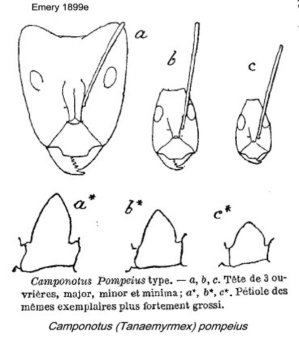 {Camponotus (Tanaemyrmex) pompeius}