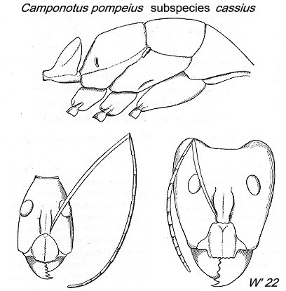 {Camponotus (Tanaemyrmex) pompeius}