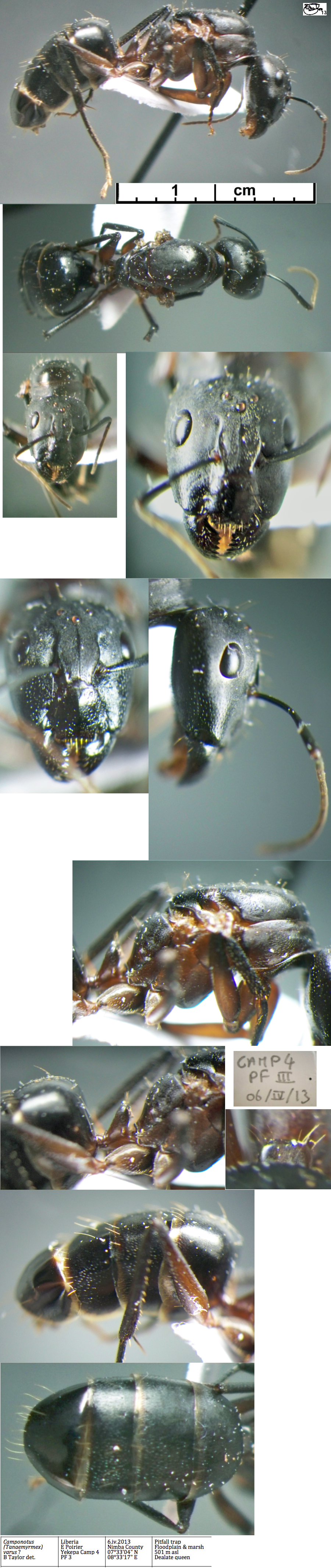 {Camponotus pompeius queen}