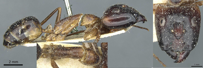 {Camponotus posticus major}
