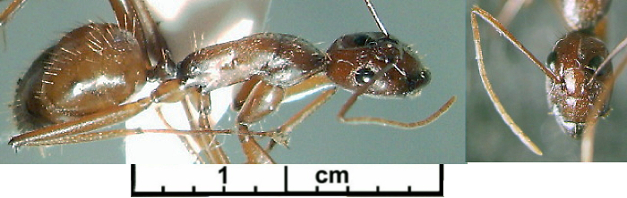 {Camponotus posticus minor}