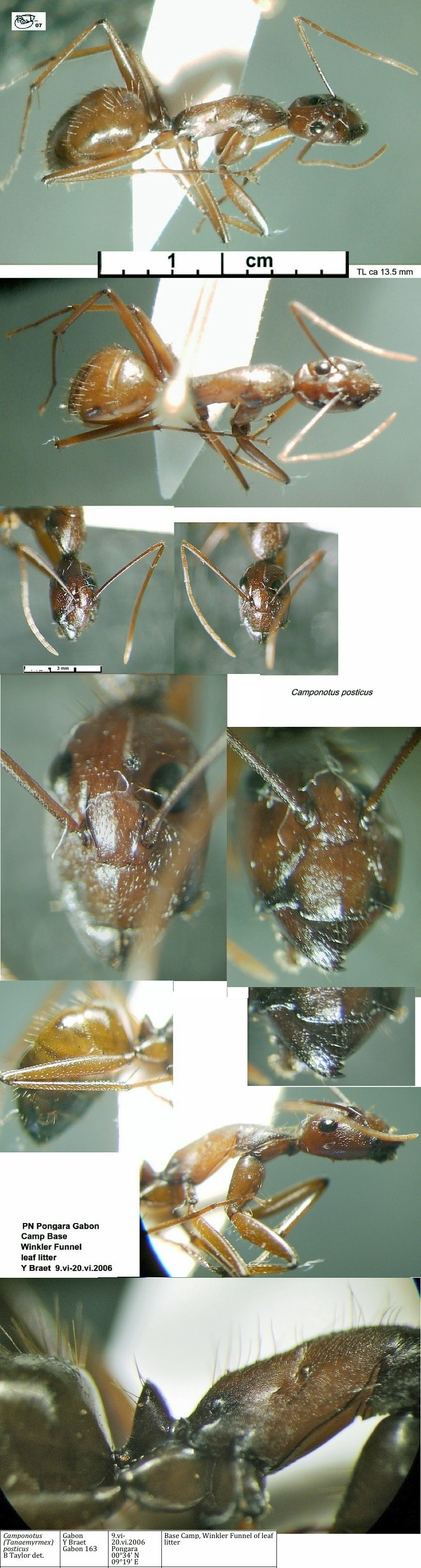 {Camponotus posticus}