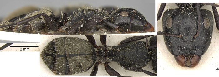 {Camponotus postoculatus major}