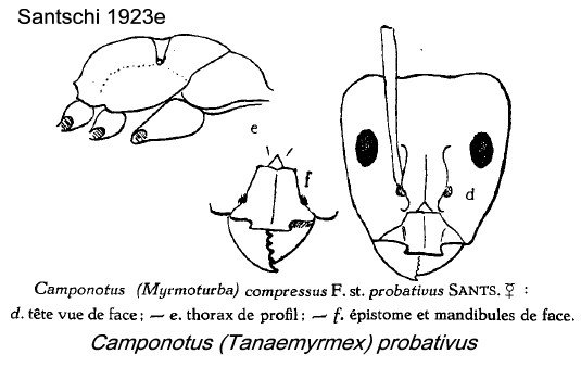 {Camponotus probativus}