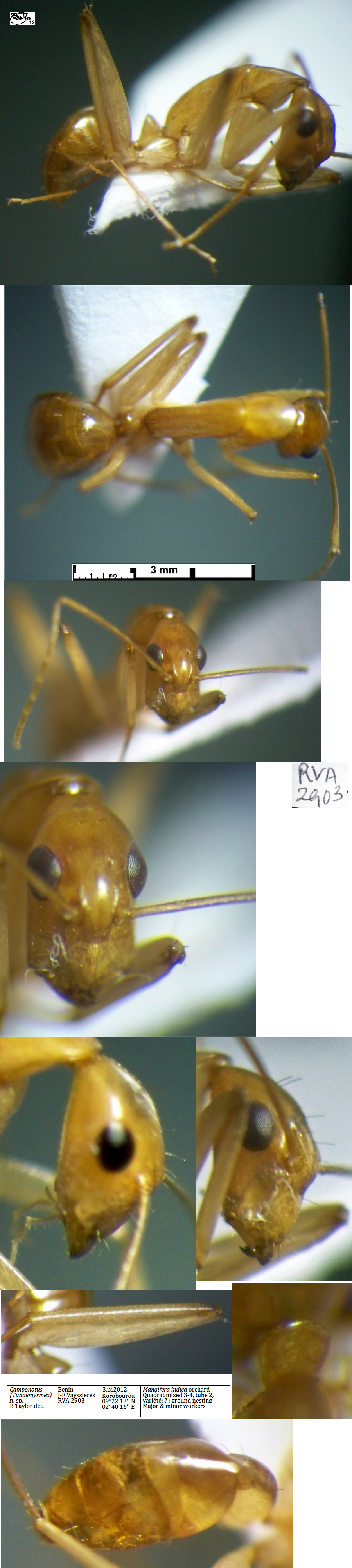 {Camponotus nsp RVA2903 major}