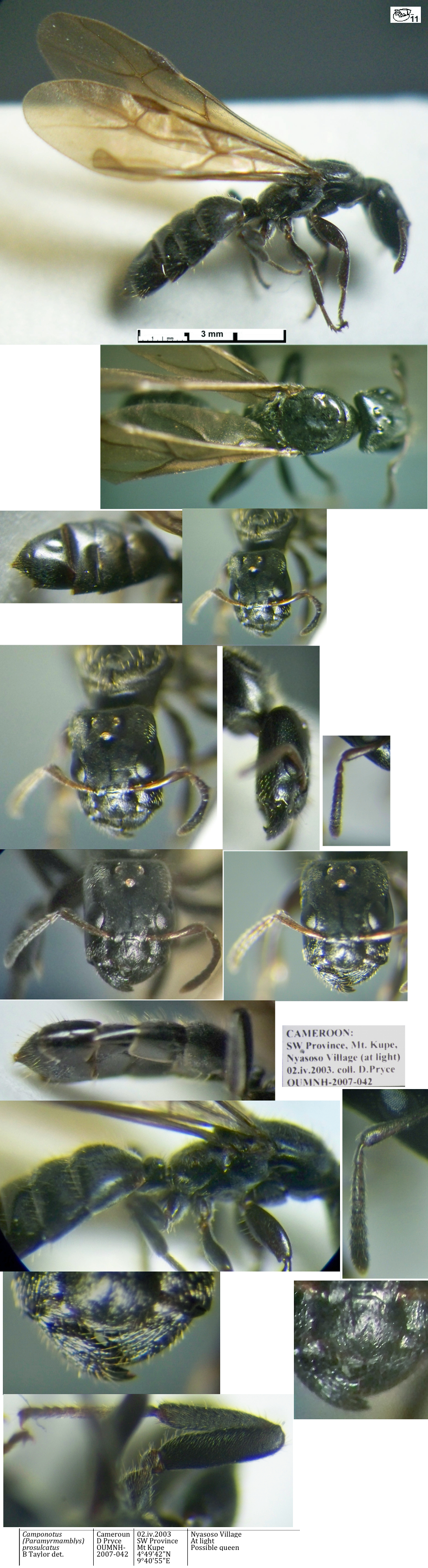 {Camponotus prosulcatus queen}