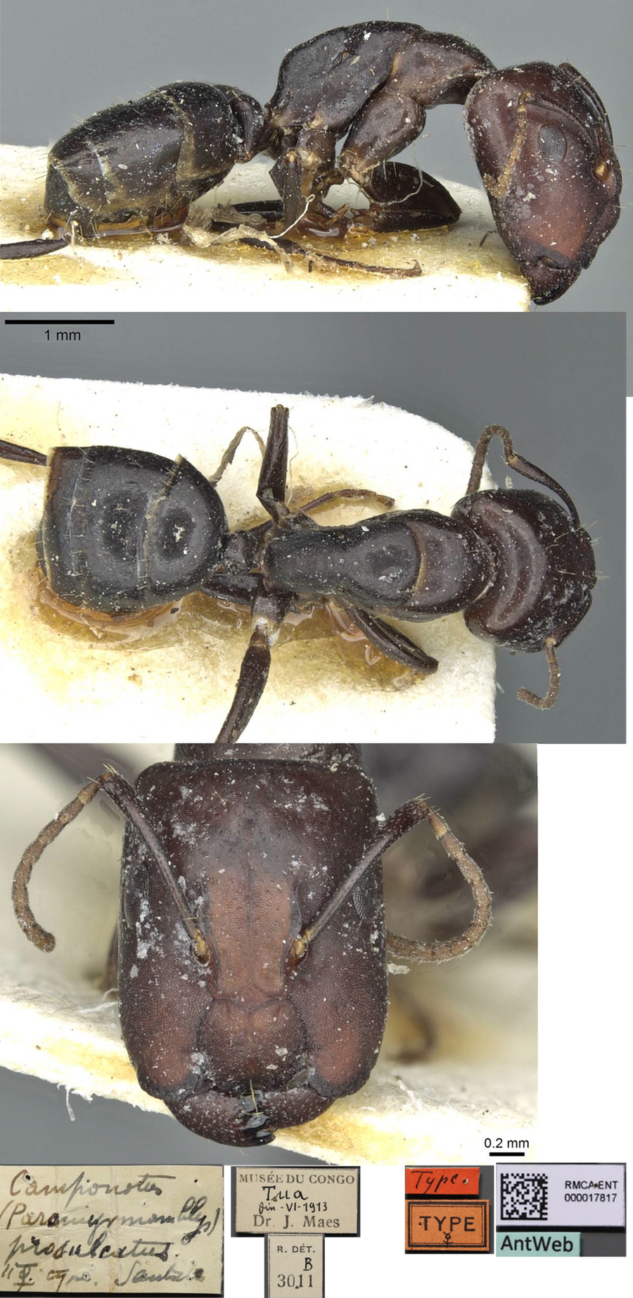 Camponotus prosulcatus major