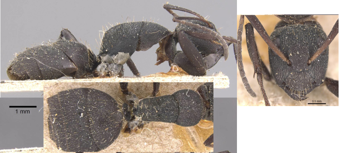Camponotus puberulus minor