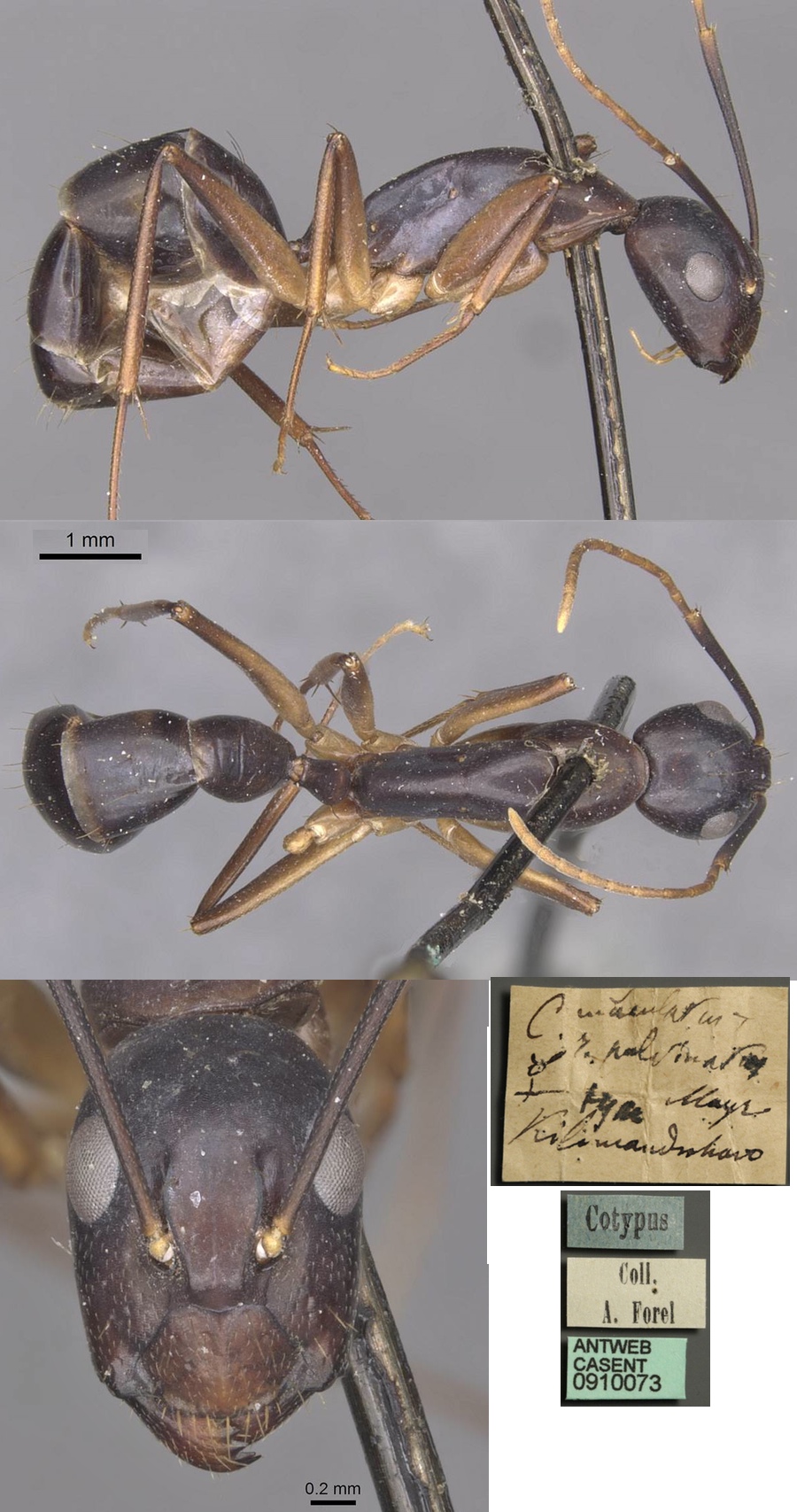 {Camponotus pulvinatus}