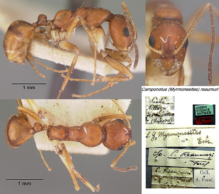 {Camponotus (Myrmonesites) reaumuri}