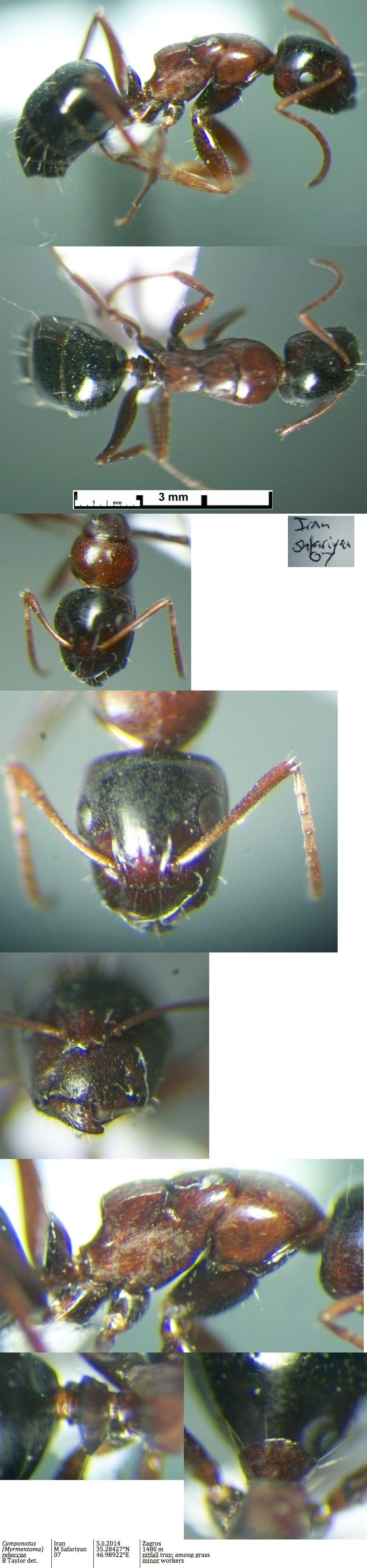 {Camponotus rebeccae minor}