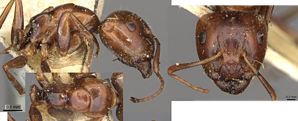 Camponotus rebeccae major