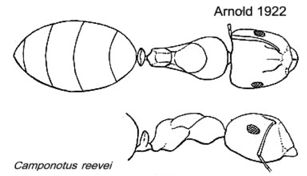 {Camponotus reevei}