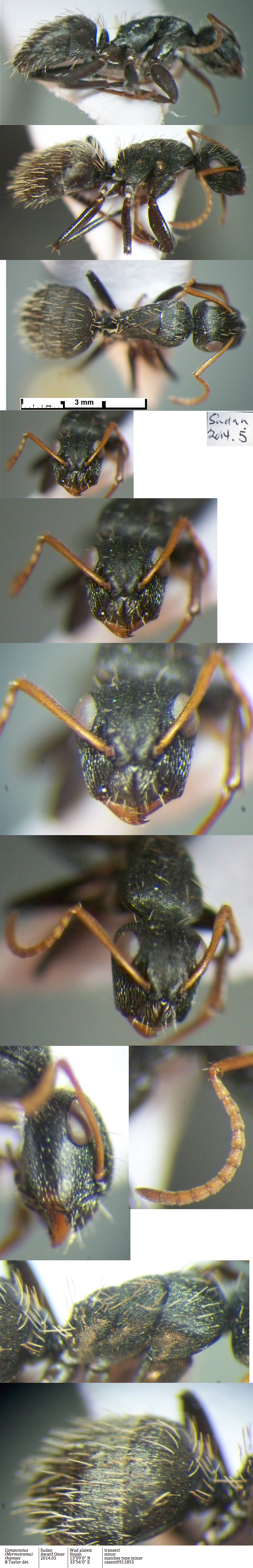 {Camponotus (Myrmotrema) rhamses}