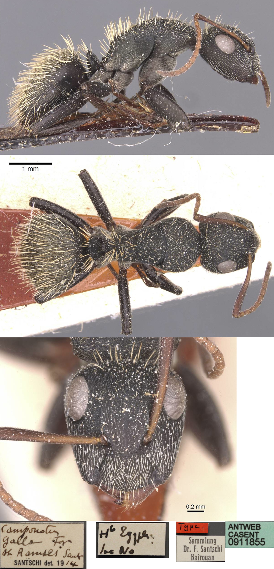 {Camponotus rhamses minor}