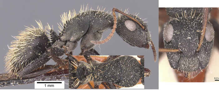 Camponotus rhamses minor