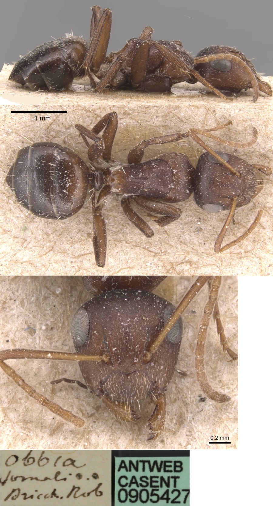 {Camponotus troglodytes}