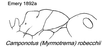 {Camponotus robecchii}