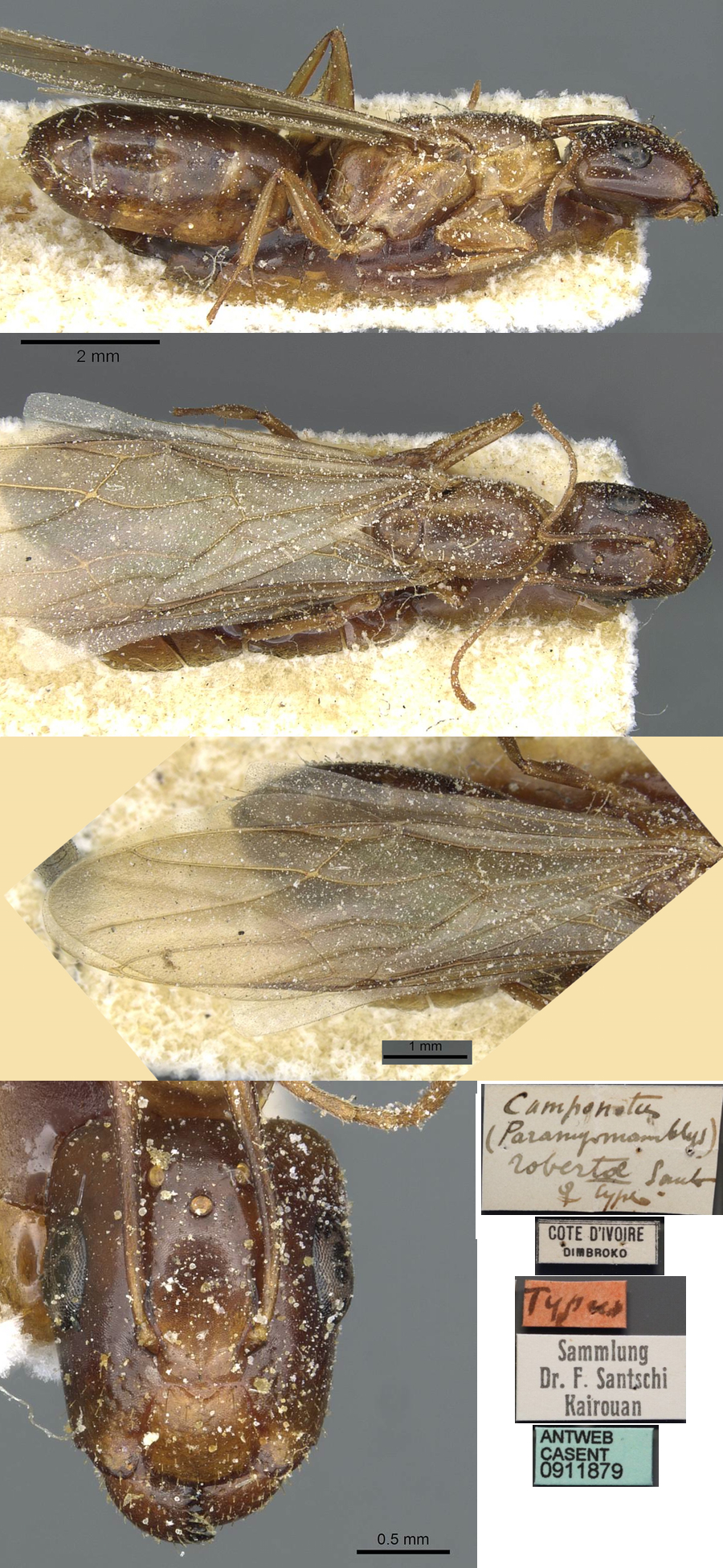 Camponotus robertae queen