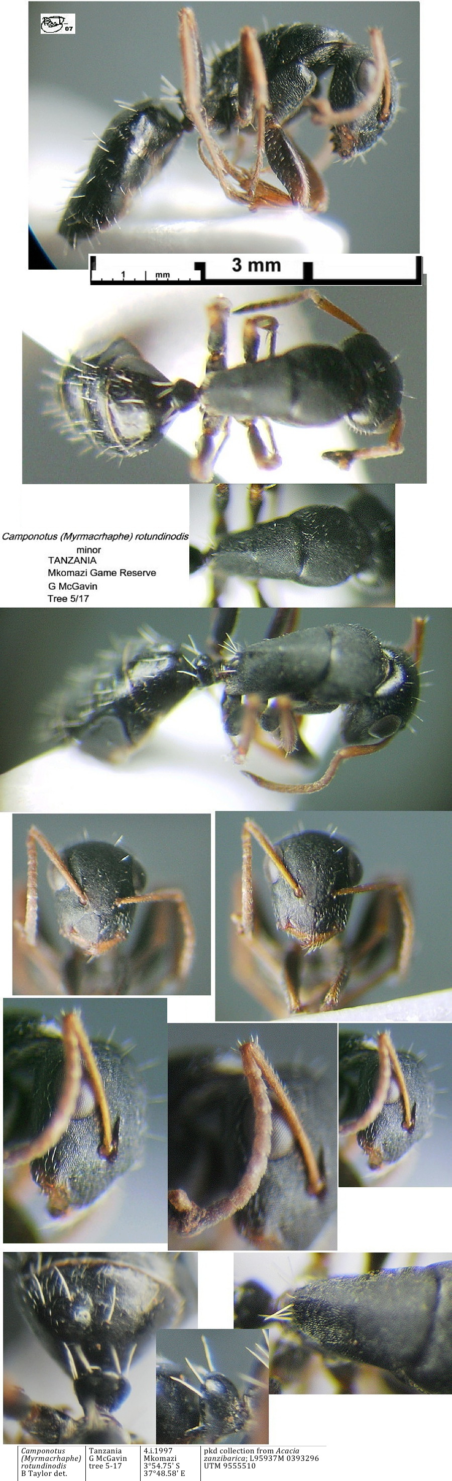 {Camponotus rotundinodis}