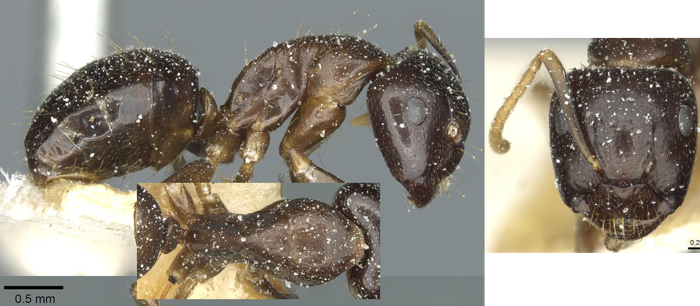 {Camponotus roubaudi minor}