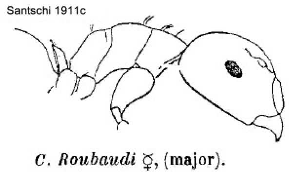 Camponotus roubaudi major