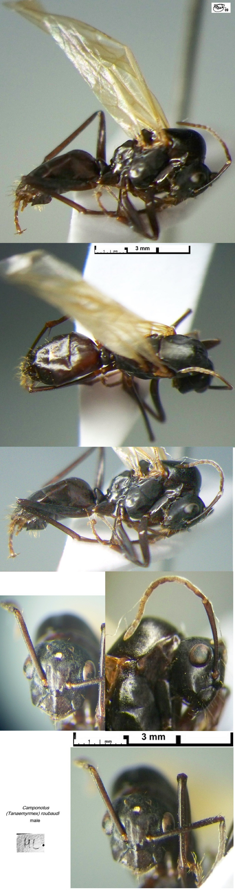 {Camponotus roubaudi male ?}