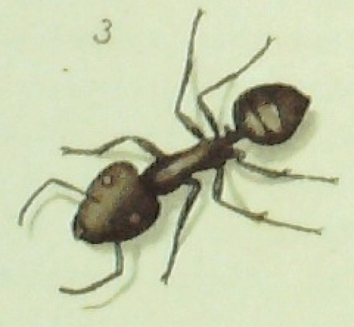 {Camponotus rubripes}