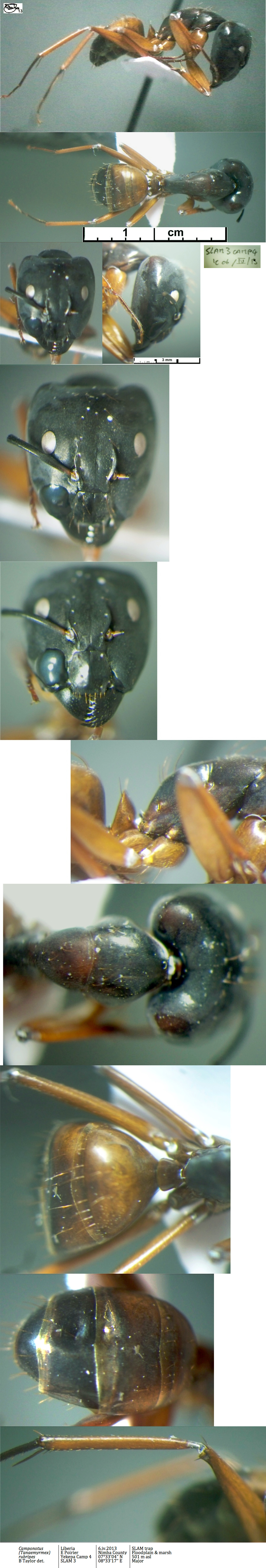 {Camponotus rubripes major}