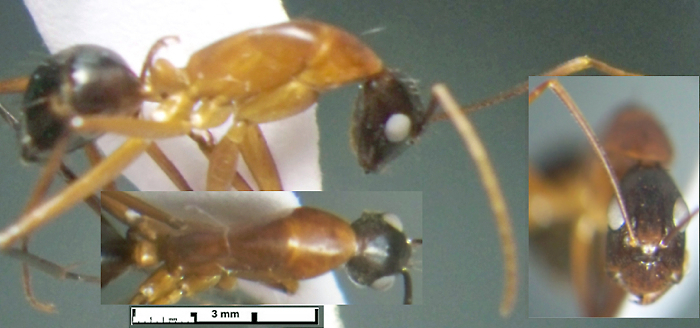 Camponotus rubripes minor