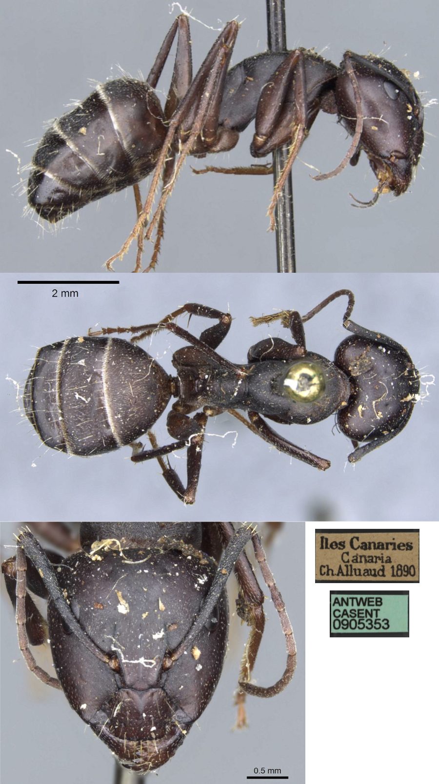 {Camponotus feae dubitatis major}